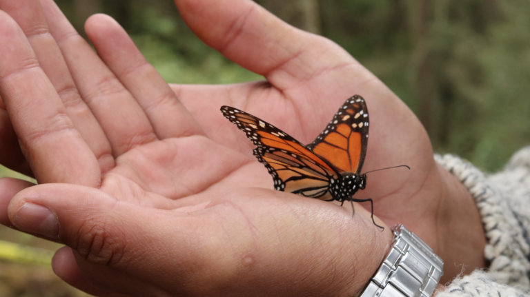 Hands holding a butterfly